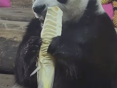 -海南热带野生动植物园