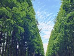 -日照海滨国家森林公园