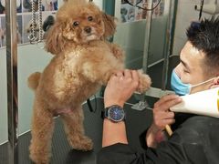 -喵汪萌宠屋旗舰店.洗澡美容.猫狗基地