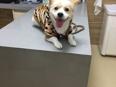 -爱侣宠医·鹦鹉专科·小型哺乳类·异宠专科(灵石路店)