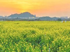 -光明小镇欢乐田园