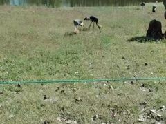 -秦皇岛野生动物园