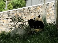 -卧龙中华大熊猫苑神树坪基地