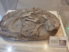-辽宁古生物博物馆
