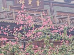 -越秀西湖花市(广州城市广场花卉店)