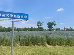 -同里国家湿地公园