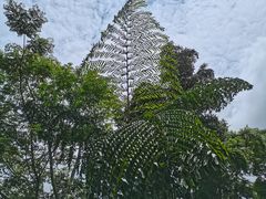 -西双版纳基诺山寨