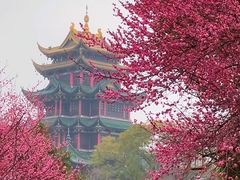 -南山植物园