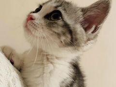 -东方名猫馆·英短金渐层布偶猫舍(环线广场1号楼店)