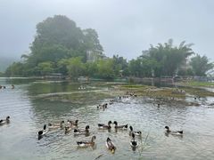 -靖西鹅泉风景区