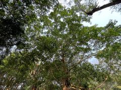-中国科学院西双版纳热带植物园