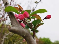 -昆山城市生态森林公园