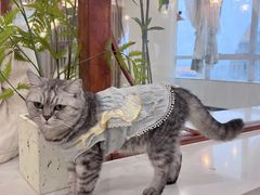 -共舞时光猫咖·狗咖(新街口店)