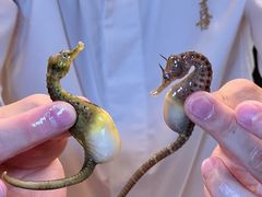 -鳥喜Toriki怀石烧鸟料理