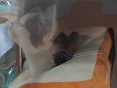 -天使宠物医院·犬猫分诊(彩虹店)