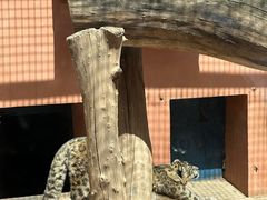 -青藏高原野生动物园