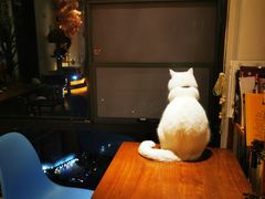-猫小主咖啡·猫咖cat cafe(福田店)