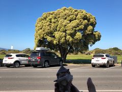 -Dooley's Premium Ice Cream