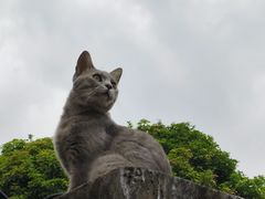 -猫岛主趣味餐厅(鼓浪屿店)