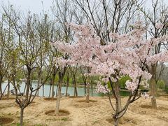 -马家湾湿地公园