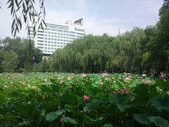 -莲湖公园