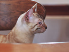 -猫小主咖啡·猫咖cat cafe(福田店)