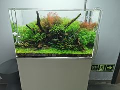 -ADA自然水景世界