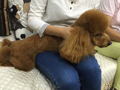 -翊宠yipet猫狗购宠庄园犬舍•猫舍