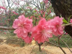 -南国桃园旅游度假区