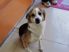 -宠福鑫动物医院(城北分院)