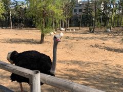 -大连森林动物园