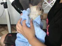 -70cat德文卷毛猫·缅因猫纯种猫舍