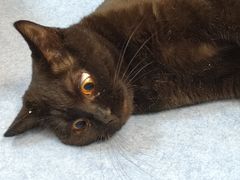 -博特宠物医院24h犬猫全科.骨科·异宠
