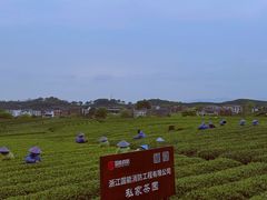 -龙坞茶村