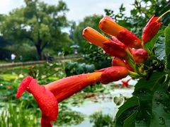 -国家植物园南园