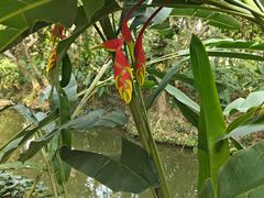 -中国科学院西双版纳热带植物园