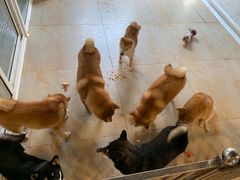 -柴源莊·柴小宠柴犬咖啡