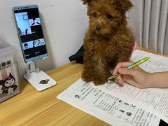 -小叮当动物医院·骨科·眼科