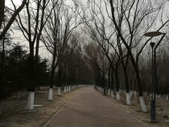 -大兴滨河森林公园