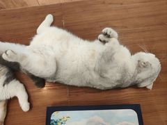 -有猫主题·治愈系猫咖(曾厝垵店)