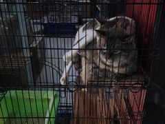 -苏州艺都古玩花鸟市场