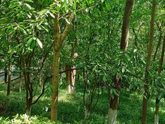 -杭州半山国家森林公园