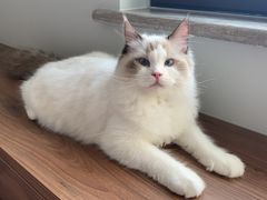 -糯米喵星人总部直营旗舰店·猫舍·幼猫出售