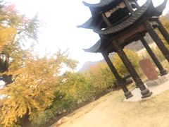 -千年银杏谷文化旅游区