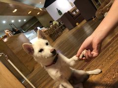 -柴务处·柴犬主题狗咖