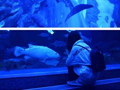 -成都浩海立方海洋公园