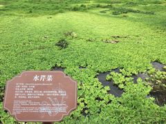 -腾冲北海湿地