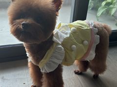 -帕帕拉兹宠物(亚洲旗舰店)