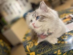 -平行世界·猫咖(首经贸店)