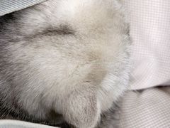 -伟伟宠物医院·CT影像中心·瑞派犬猫综合性门诊(汉口总院)
